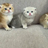 گربه|گربه|مشهد, هفت تیر (نه دره)|دیوار