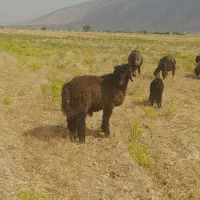 بره قوچی