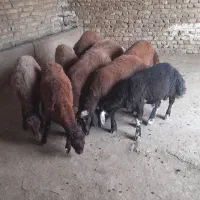 بره نر