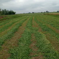 یونجه چین دوم پر برگ