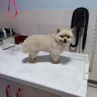 اصلاح و کوتاهی موی سگ و گربه