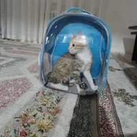 کوله پشتی سگ و گربه