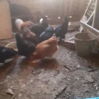 مرغ تخمگذاری و خروس مفت مفت