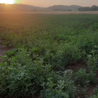 علف هرز مناسب گوسفند و گاو