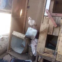 کبوتر پرستو وپلنگ سیاه