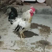 خروس