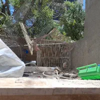 قفس خالی پرنده