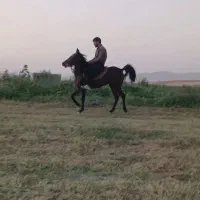 کره مادیون تازه سواری