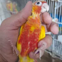 طوطی گرینچیک یا گیرینچیک