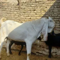 بز نر گلابی 2عدد وبزماده پاکستانی
