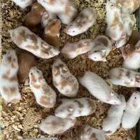 همسترهای سوری در انواع رنگ ها