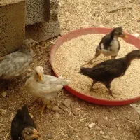 فروش مرغ گلین و جوجه گلین اصل معاوضه