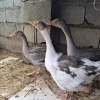 3تاغاز فروشی