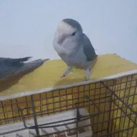 طوطی برزیلی نر رام بذار رو دوشت برو بیرون