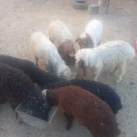 گوسفند یابره نر