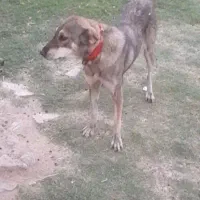 سگ پژدر|سگ|بروجرد, |دیوار