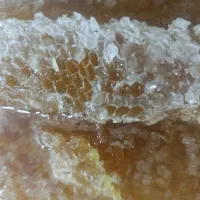 عسل گون  چهل گیاه کوهستان