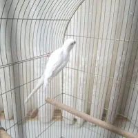 پرنده