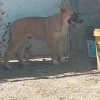 اصل نژاد سگ