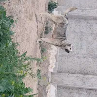 توله سگ سرابی