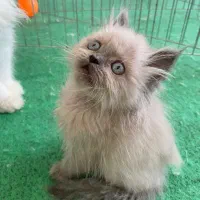 گربه|گربه|بجنورد, |دیوار