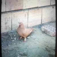 کفتر