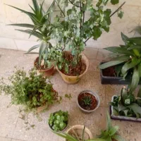 گلهای تزیینی