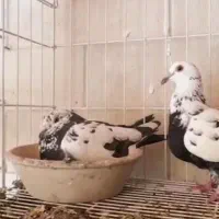 جفت سینه سلیمونی سیاه
