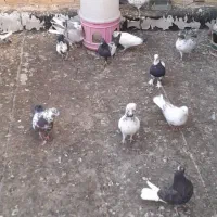 پرنده