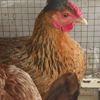 مرغ