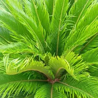 سیکاس