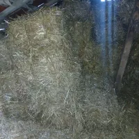 کاه بسته بندی امسال گندم جو باهم دسته ۱۰۰