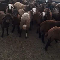 بره نر چاق کشتاری درجه 1