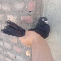کبوتر سیاه
