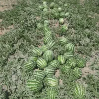 هندوانه دره یک