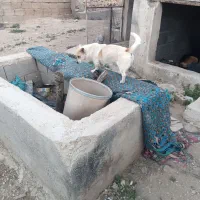 سگ خونگی|سگ|شیراز, بید زرد|دیوار