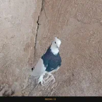 کبوتر طوقی