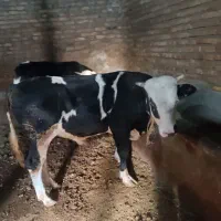 گوساله سیمنتال نرخوش خوراک