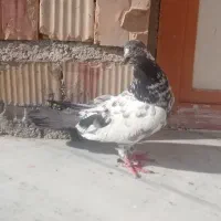 کبوتر نر ماده پاکستانی