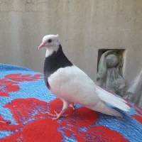 کبوتر