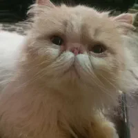 گربه پرشین نر (سوپرفلت)۳ ماهه