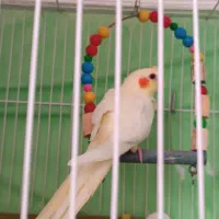 عروس هلندی