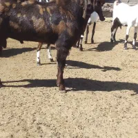 فروش نر بز پلنگی پاکستانی
