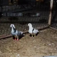 کبوتر|پرنده|سوسنگرد, |دیوار