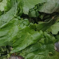 برگ دلمه برگ مو بوانات
