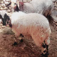 بره