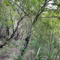 باغ جاده چالوس