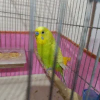 یک عدد مرغ عشق نر