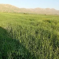فروش-زمین-کشاورزی