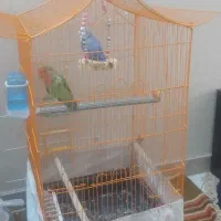 طوطی برزیلی نرو ماده